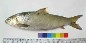  ( - NF701)  @14 [ ] Unspecified (default): All Rights Reserved  Unspecified Unspecified