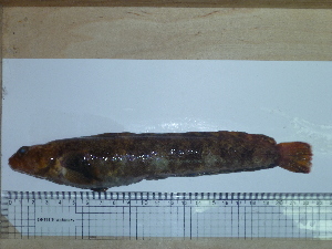  (Stichaeopsis nevelskoi - Okh_24)  @13 [ ] No Rights Reserved (2011) Unspecified Institute of Marine Biology, Vladivostok