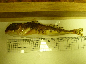  (Gymnocanthus pistilliger - Okh_32)  @13 [ ] No Rights Reserved (2011) Unspecified Institute of Marine Biology, Vladivostok