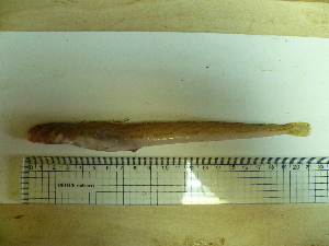  ( - Okh_43)  @13 [ ] No Rights Reserved (2011) Unspecified Institute of Marine Biology, Vladivostok
