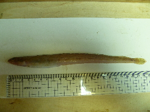  ( - Okh_44)  @12 [ ] No Rights Reserved (2011) Unspecified Institute of Marine Biology, Vladivostok