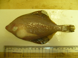  ( - Okh_69)  @12 [ ] No Rights Reserved (2011) Unspecified Institute of Marine Biology, Vladivostok