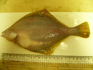  ( - Okh_71)  @12 [ ] No Rights Reserved (2011) Unspecified Institute of Marine Biology, Vladivostok