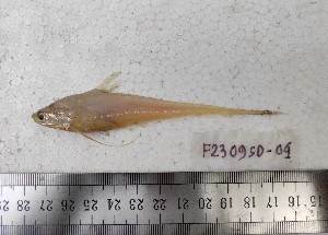  (Coilia dussumieri - F2309SD-03)  @11 [ ] Unspecified (default): All Rights Reserved  Md jayedul Islam and Md Asaduzzaman Jagannath University, Department of Zoology