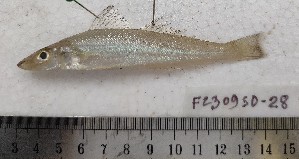  (Ctenotrypauchen - F2309SD-20)  @11 [ ] Unspecified (default): All Rights Reserved  Md jayedul Islam and Md Asaduzzaman Jagannath University, Department of Zoology