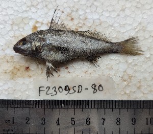  ( - F2309SD-60)  @11 [ ] Unspecified (default): All Rights Reserved  Md jayedul Islam and Md Asaduzzaman Jagannath University, Department of Zoology