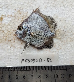  ( - F2309SD-80)  @11 [ ] Unspecified (default): All Rights Reserved  Md jayedul Islam and Md Asaduzzaman Jagannath University, Department of Zoology