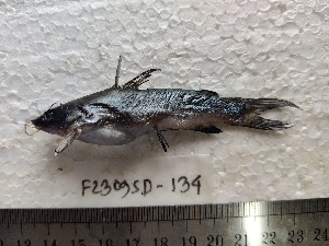  ( - F2309SD-132)  @11 [ ] Unspecified (default): All Rights Reserved  Md jayedul Islam and Md Asaduzzaman Jagannath University, Department of Zoology