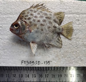  ( - F2309SD-134)  @11 [ ] Unspecified (default): All Rights Reserved  Md jayedul Islam and Md Asaduzzaman Jagannath University, Department of Zoology