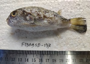  ( - F2309SD-136)  @11 [ ] Unspecified (default): All Rights Reserved  Md jayedul Islam and Md Asaduzzaman Jagannath University, Department of Zoology