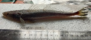  ( - F2309SD-148)  @11 [ ] Unspecified (default): All Rights Reserved  Md jayedul Islam and Md Asaduzzaman Jagannath University, Department of Zoology