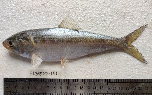  ( - F2309SD-149)  @11 [ ] Unspecified (default): All Rights Reserved  Md jayedul Islam and Md Asaduzzaman Jagannath University, Department of Zoology