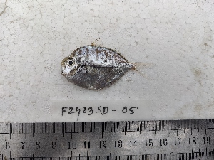  (Deveximentum ruconius - F2403SD-05)  @11 [ ] Unspecified (default): All Rights Reserved  Md jayedul Islam and Md Asaduzzaman Jagannath University, Department of Zoology