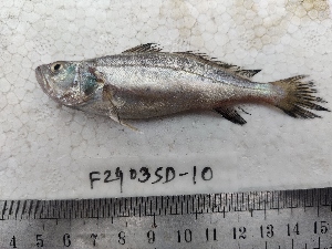  ( - F2403SD-10)  @11 [ ] Unspecified (default): All Rights Reserved  Md jayedul Islam and Md Asaduzzaman Jagannath University, Department of Zoology