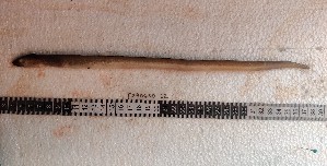  (Ophichthus brevicaudatus - F2403SD-12)  @11 [ ] Unspecified (default): All Rights Reserved  Md jayedul Islam and Md Asaduzzaman Jagannath University, Department of Zoology