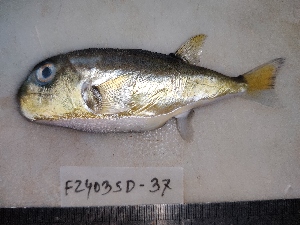  ( - F2403SD-37)  @11 [ ] Unspecified (default): All Rights Reserved  Md jayedul Islam and Md Asaduzzaman Jagannath University, Department of Zoology