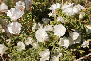  (Convolvulus spinosus - Ziarat 13)  @11 [ ] Unspecified (default): All Rights Reserved (2019) Shazia Irfan BUITEMS