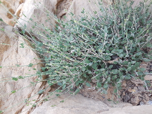  (Scutellaria sp - Ziarat 21)  @11 [ ] Unspecified (default): All Rights Reserved (2019) Shazia Irfan BUITEMS