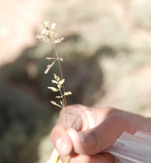 Bold Systems Taxonomy Browser Poa Genus