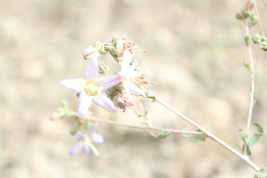  (Campanula leucoclada - Ziarat 77)  @11 [ ] Unspecified (default): All Rights Reserved (2019) Shazia Irfan BUITEMS