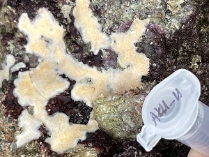  ( - Ak11-11)  @11 [ ] Copyright (2025) Unspecified Middle East Technical University, Institute of Marine Sciences