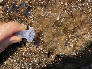  (Didemnum sp. 1 - EG5-34)  @11 [ ] CreativeCommons - Attribution Share-Alike (2025) Arzu Karahan Middle East Technical University