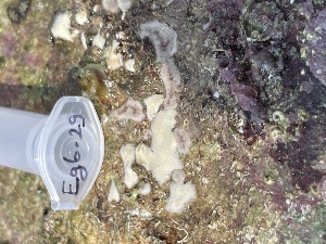  ( - EG6-29)  @11 [ ] Copyright (2025) Unspecified Middle East Technical University, Institute of Marine Sciences