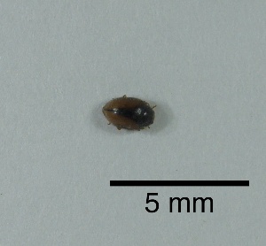  (Scymnus hoffmanni - LBN3-2)  @11 [ ] c (2023) Unspecified Specimen depository of the Graduate School of Science, Nagoya City University