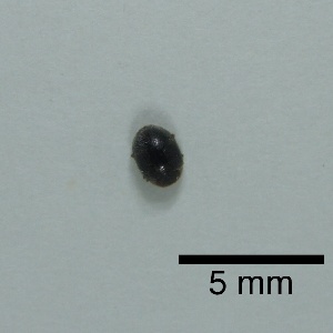  (Scymnus tsushimensis - LBN309-2)  @11 [ ] c (2023) Unspecified Specimen depository of the Graduate School of Science, Nagoya City University