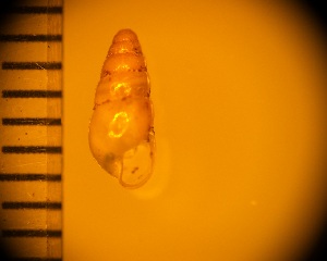  ( - DBLSA_NL241)  @11 [ ] c (2024) Unspecified Specimen depository of the Graduate School of Science,Nagoya City University