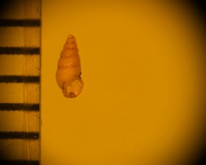  (Carychium noduliferum - DBLSA_NL455)  @11 [ ] Copyright (2025) Unspecified Nagoya City University, Graduate School of Science
