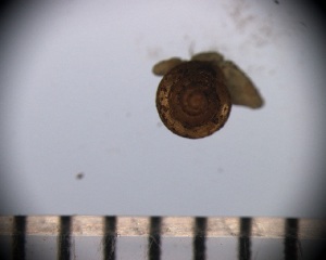  (Euconulus sp - DBLSA_NL539)  @11 [ ] Copyright (2025) Unspecified Nagoya City University, Graduate School of Science