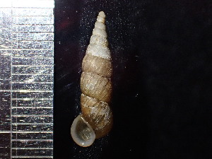  (Stereophaedusa gouldi - DBLSA_NL230)  @11 [ ] Copyright (2025) Unspecified Nagoya City University, Graduate School of Science