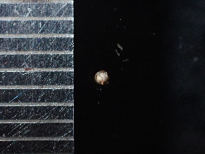  (Trochochlamys subcrenulata - DBLSA_NL307)  @11 [ ] Copyright (2025) Unspecified Nagoya City University, Graduate School of Science