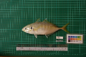  ( - DBMF-M431)  @13 [ ] Unspecified (default): All Rights Reserved  Unspecified Unspecified