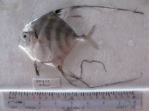 ( - DBMF-M23)  @11 [ ] Unspecified (default): All Rights Reserved  Unspecified Unspecified