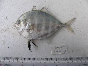  ( - DBMF-M40)  @12 [ ] Unspecified (default): All Rights Reserved  Unspecified Unspecified