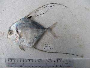  ( - DBMF-M47)  @13 [ ] Unspecified (default): All Rights Reserved  Unspecified Unspecified