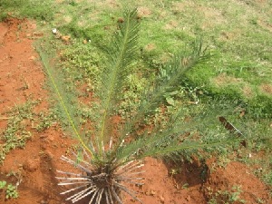  (Cycas beddomei - JPTRM-84)  @11 [ ] Copyright (2013) PHCDBS Paul Hebert Centre for DNA Barcoding and Biodiversity Studies