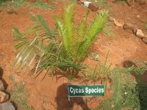  (Cycas circinalis - JPTRM-85)  @11 [ ] Copyright (2013) PHCDBS Paul Hebert Centre for DNA Barcoding and Biodiversity Studies