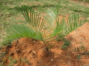  (Cycas swamyi - JPTRM-90)  @11 [ ] Copyright (2013) PHCDBS Paul Hebert Centre for DNA Barcoding and Biodiversity Studies