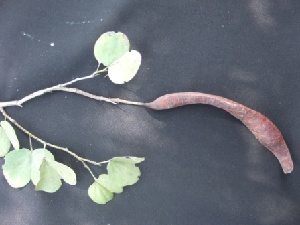  ( - BU290)  @11 [ ] Copyright (2014) PHCDBS Paul Hebert Centre For DNA Barcoding And Biodiversity Studies
