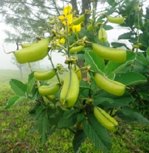  (Crotalaria verrucosa - MP4105)  @11 [ ] Copyright (2015) PHCDBS Paul Hebert Centre For DNA Barcoding And Biodiversity Studies