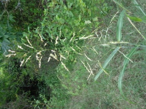  (Sorghum halepense L. Pers - MP898)  @11 [ ] Copyright (2014) G.D. Khedkar Paul Hebert Centre For DNA Barcoding And Biodiversity Studies