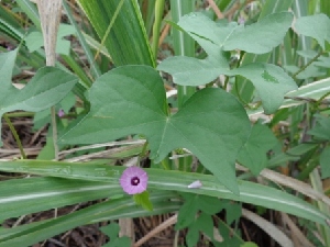  (Ipomoea cordatotriloba - MP725)  @11 [ ] Copyright (2013) PHCDBS Paul Hebert Centre for DNA Barcoding and Biodiversity Studies