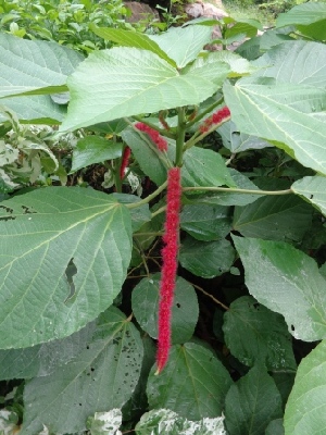  (Acalypha hispida - MP1282)  @11 [ ] Copyright (2013) PHCDBS Paul Hebert Centre for DNA Barcoding and Biodiversity Studies