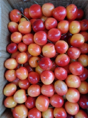  (Prunus avium - NP33)  @11 [ ] Copyright (2013) PHCDBS Paul Hebert Center for DNA Barcoding and Biodiversity Studies