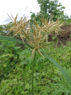  (Cyperus longus - WNP179)  @11 [ ] Copyright (2013) PHCDBS Paul Hebert Center for DNA Barcoding and Biodiversity Studies