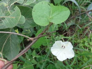  (Ipomoea pandurata - ANP205)  @11 [ ] Copyright (2013) PHCDBS Paul Hebert Center for DNA Barcoding and Biodiversity Studies