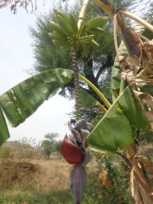  ( - MP2064)  @11 [ ] Copyright (2014) G.D. Khedkar Paul Hebert Centre For DNA Barcoding And Biodiversity Studies